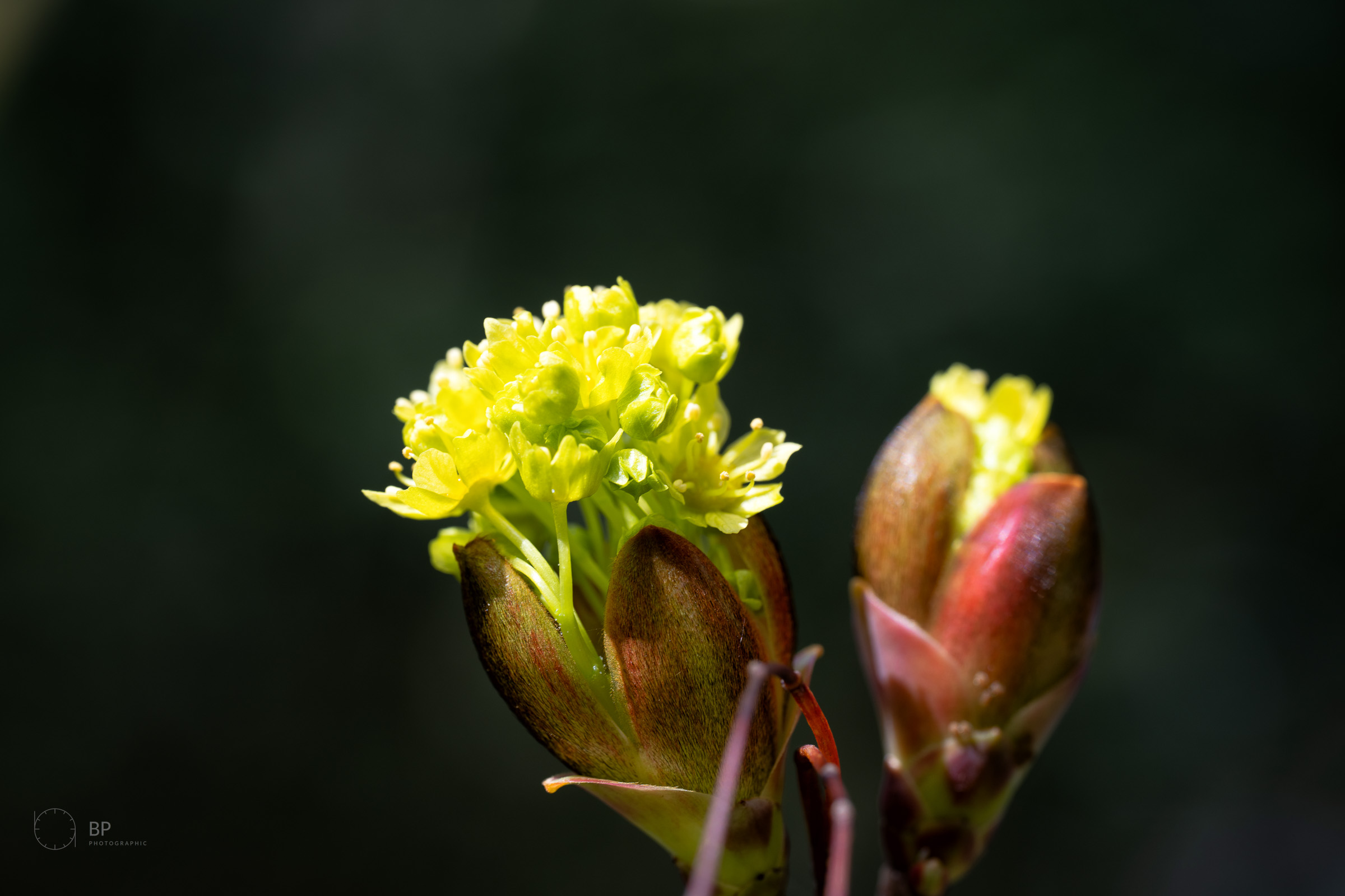 Sycamore bud in early spring light
